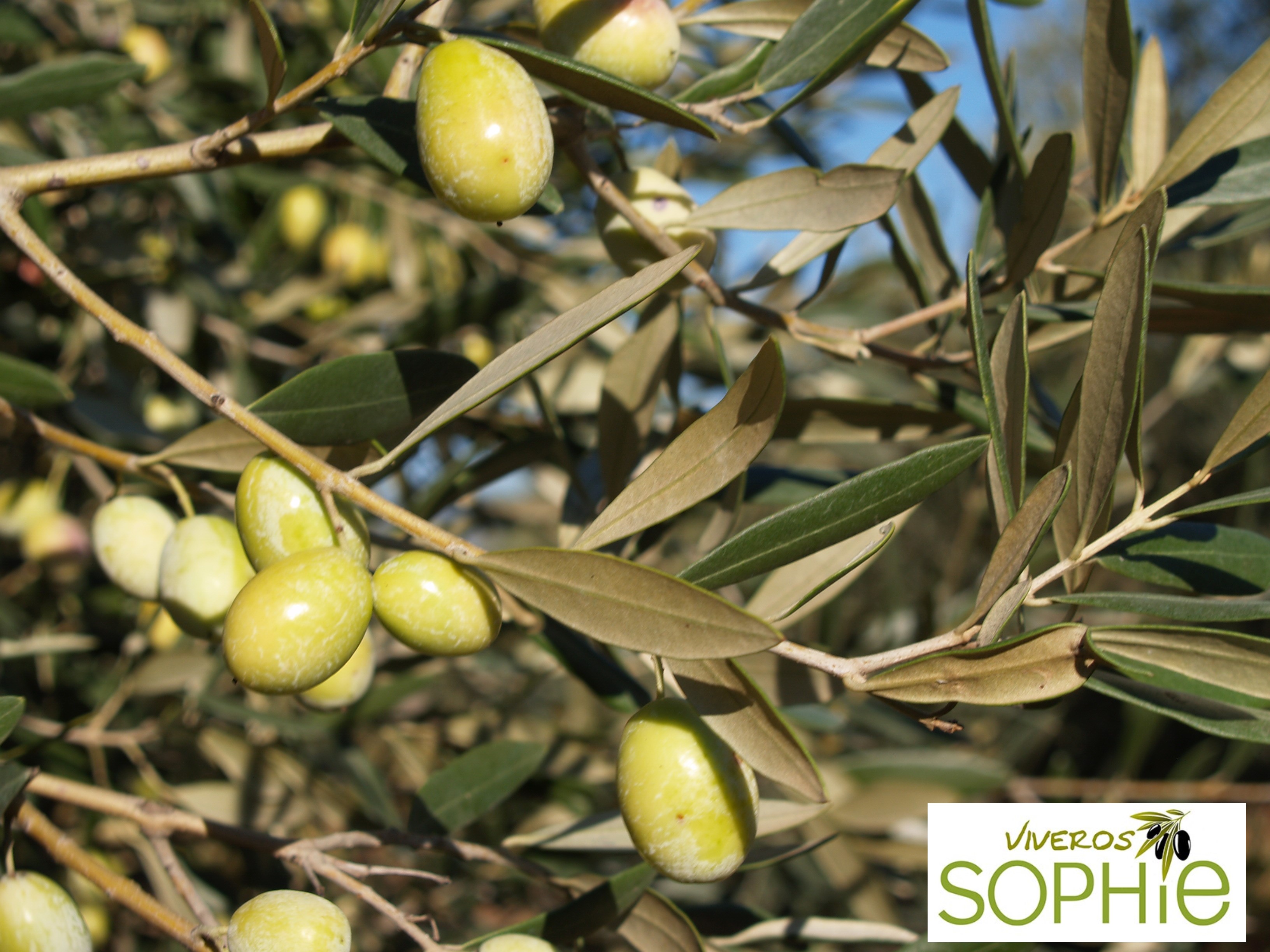 Variedad de olivo DOMAT